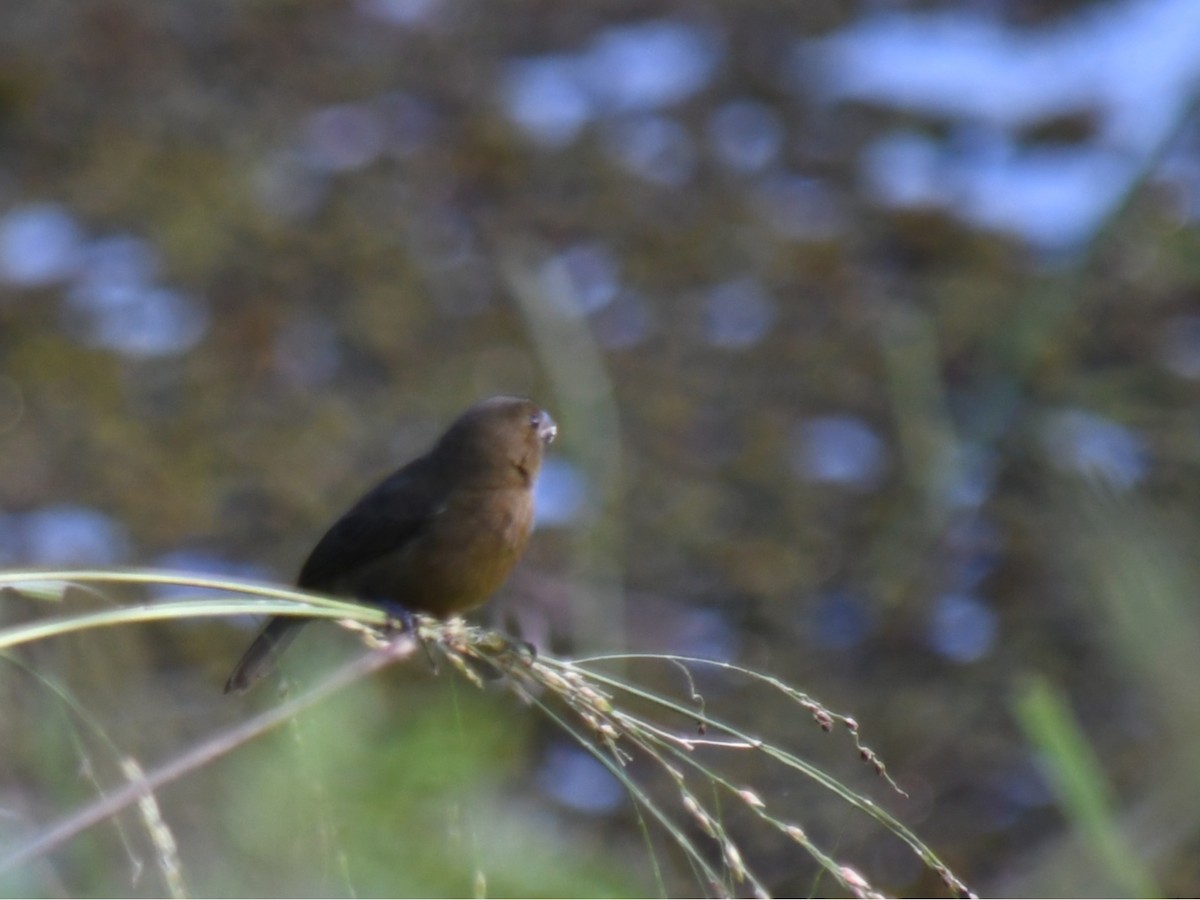 Variable Seedeater - ML647069934