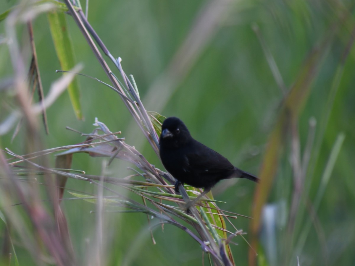 Variable Seedeater - ML647069935