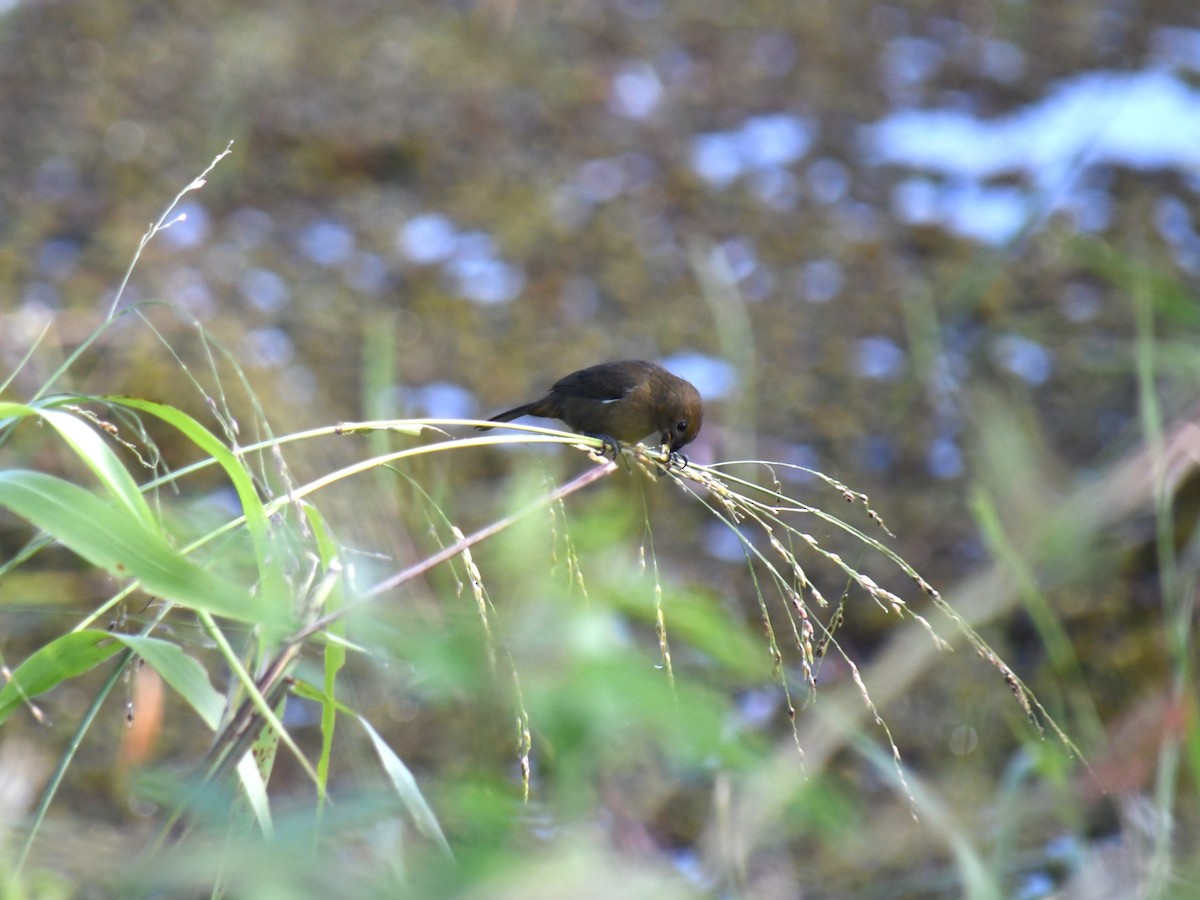Variable Seedeater - ML647069936