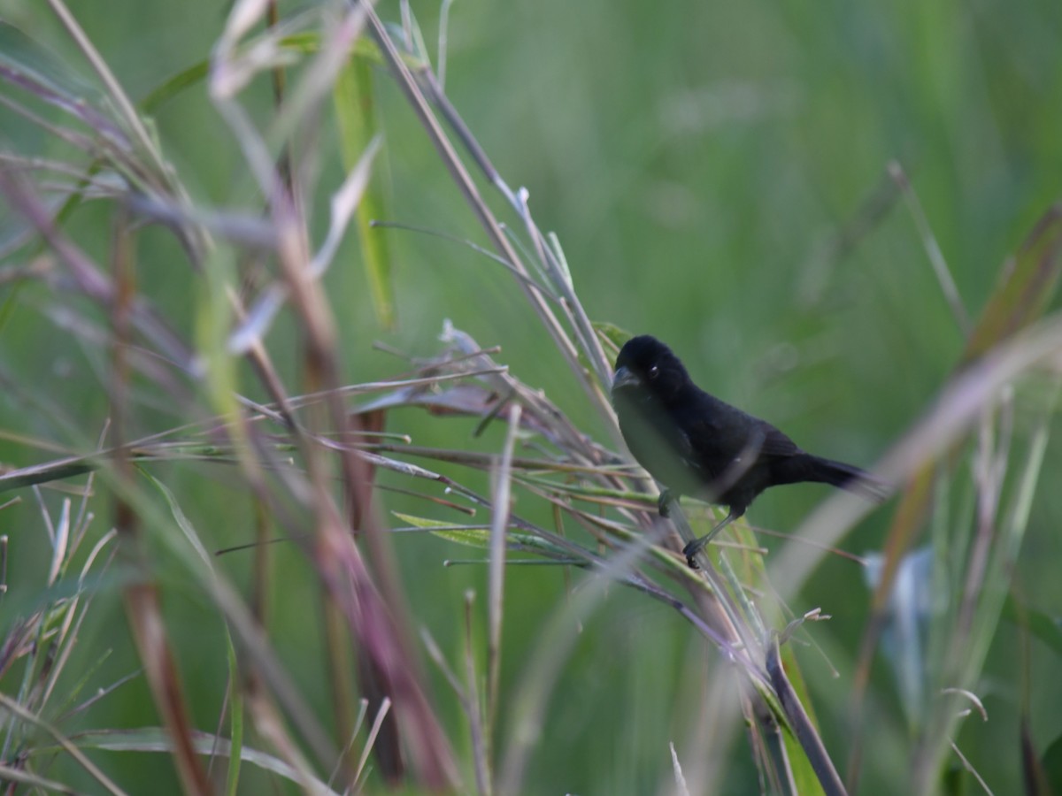 Variable Seedeater - ML647069937
