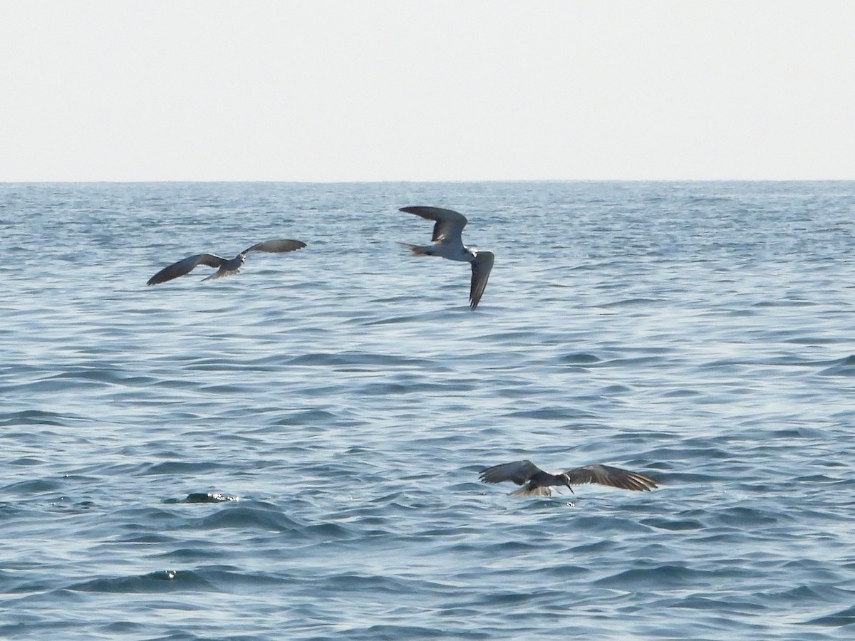 白眉燕鷗 - ML647069948