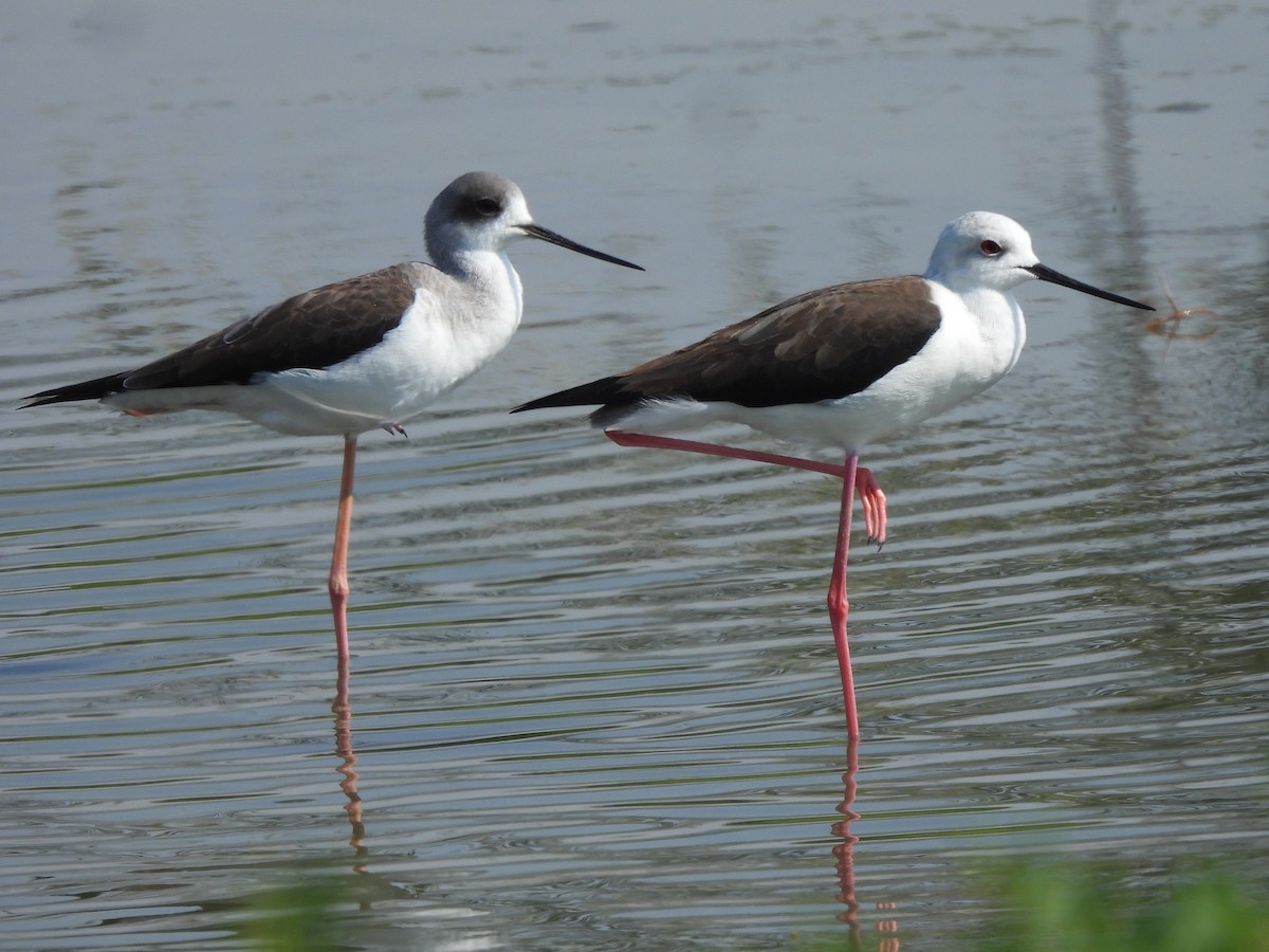 高蹺鴴 - ML647069950