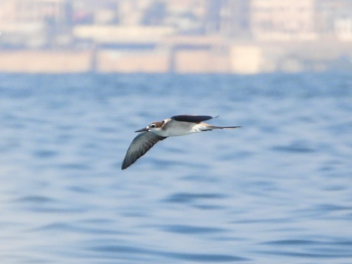 白眉燕鷗 - ML647069953