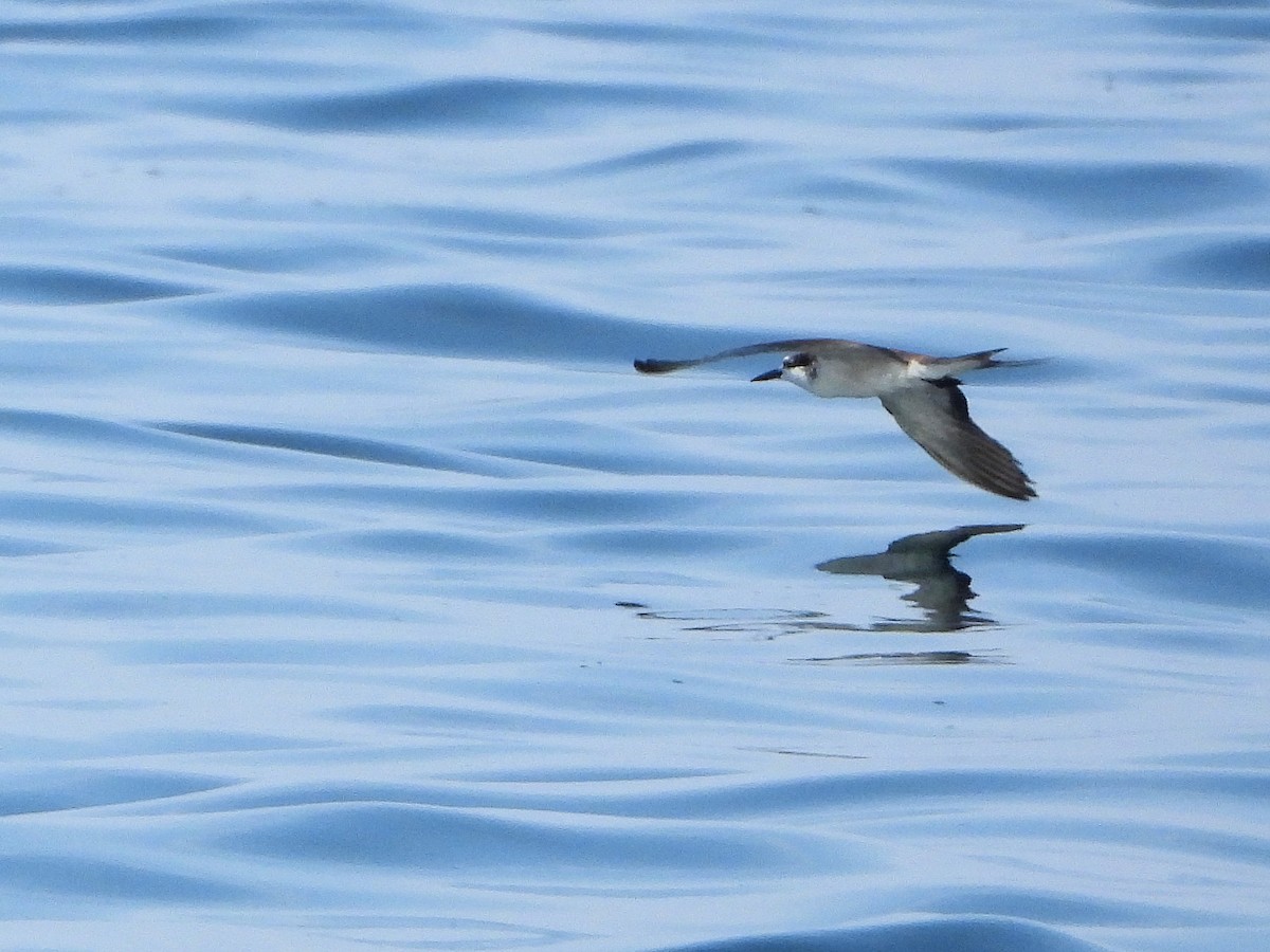 白眉燕鷗 - ML647069959