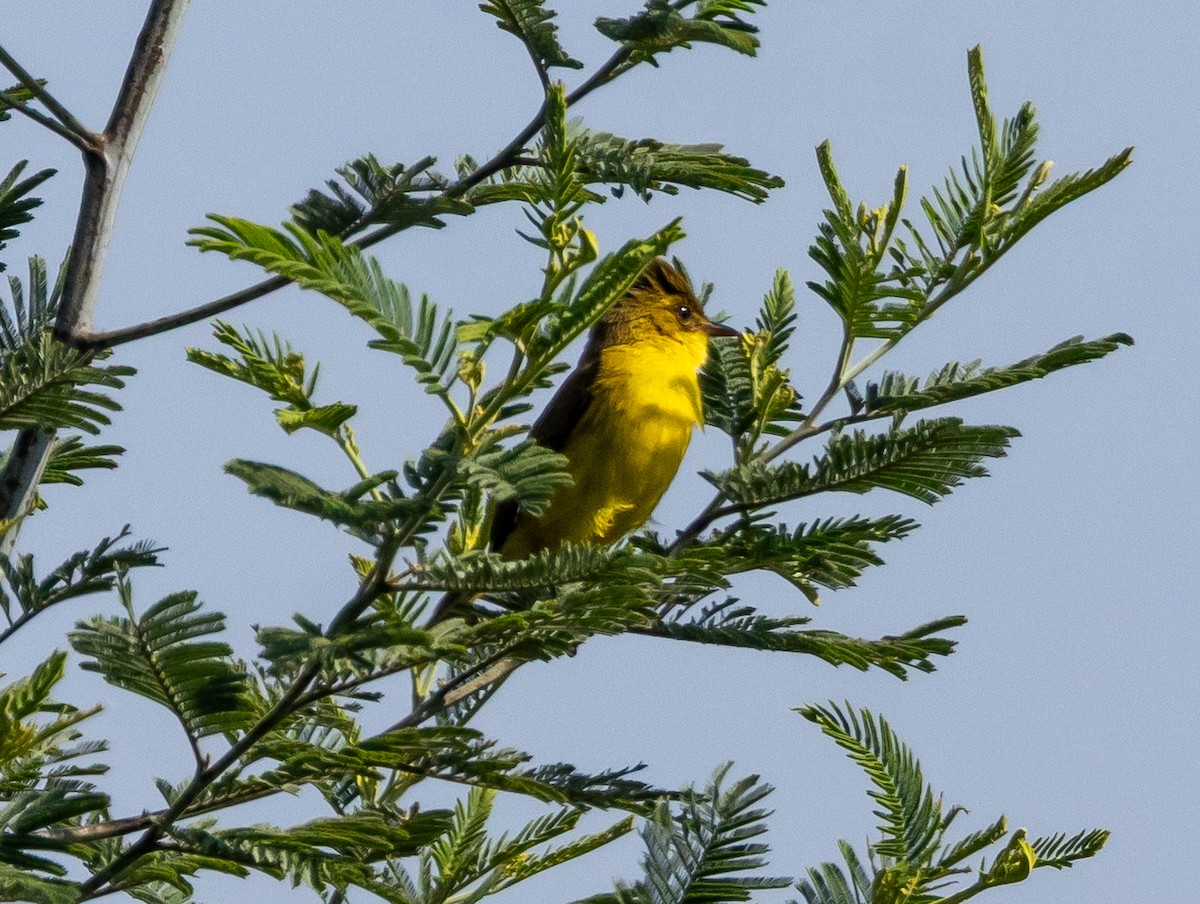 Hypolaïs jaune - ML647069970