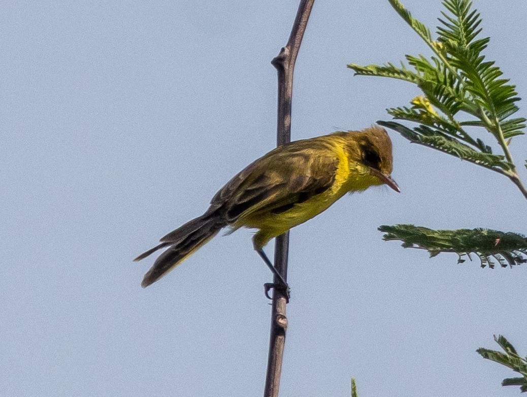 Hypolaïs jaune - ML647069971