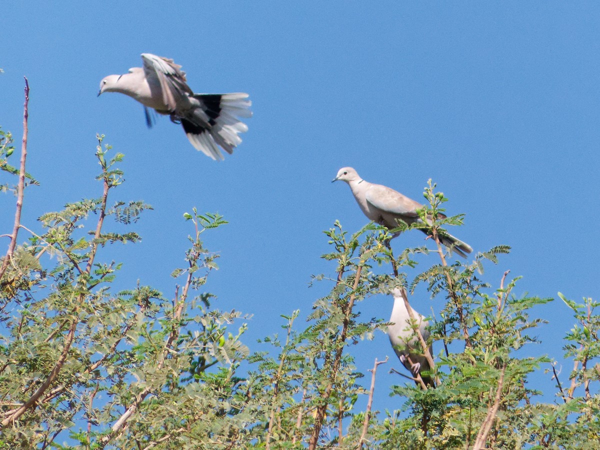 Eurasian Collared-Dove - ML647069972