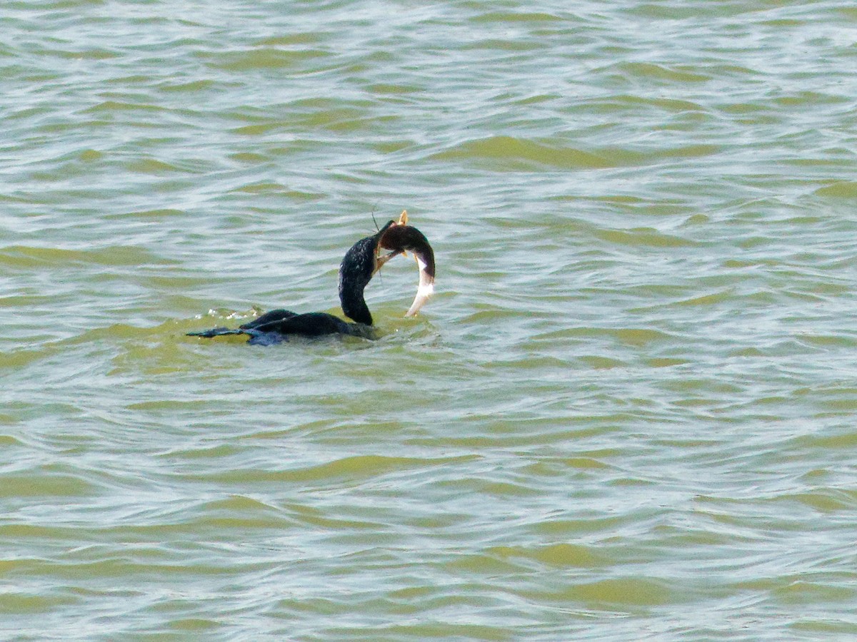 kormorán velký - ML647069980