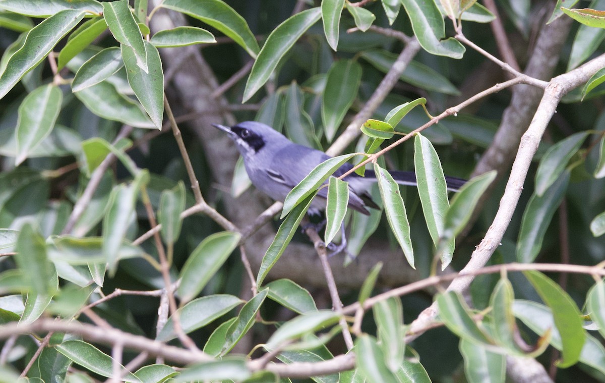 leskot škraboškový - ML647069981