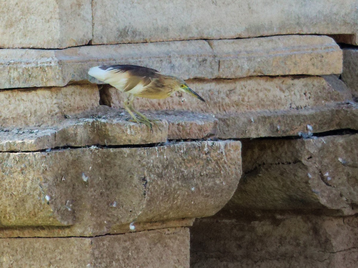 Indian Pond-Heron - ML647069983