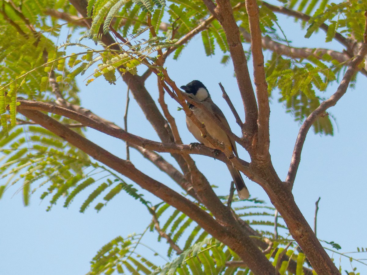 White-eared Bulbul - ML647069985