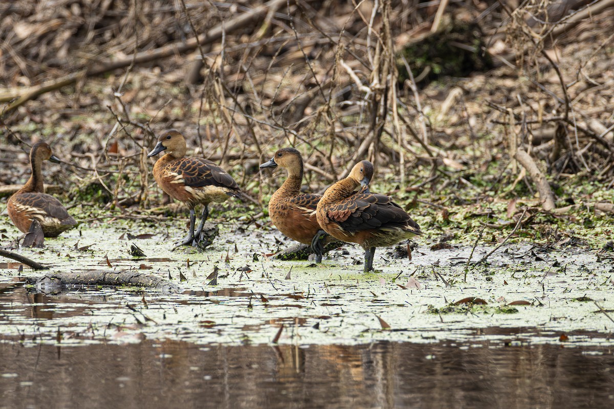 Dendrocygne à lunules - ML647069986