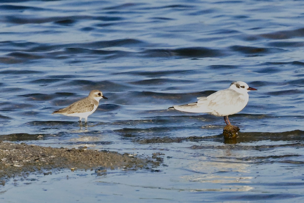 Tibet Cılıbıtı - ML647069998