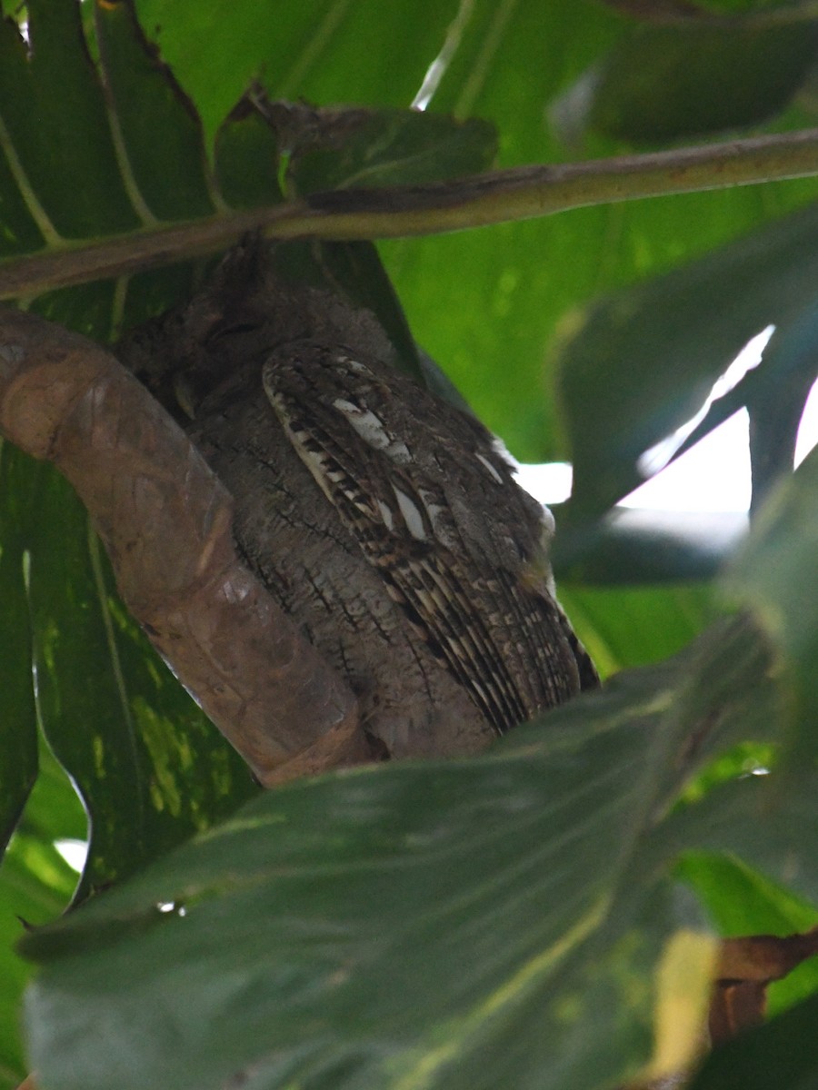 Pacific Screech-Owl - ML647070000