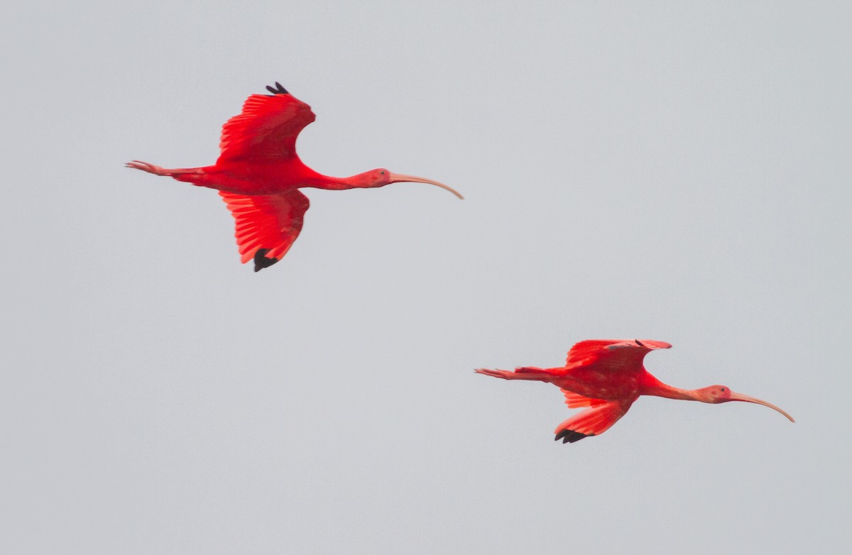 Scarlet Ibis - ML647070001