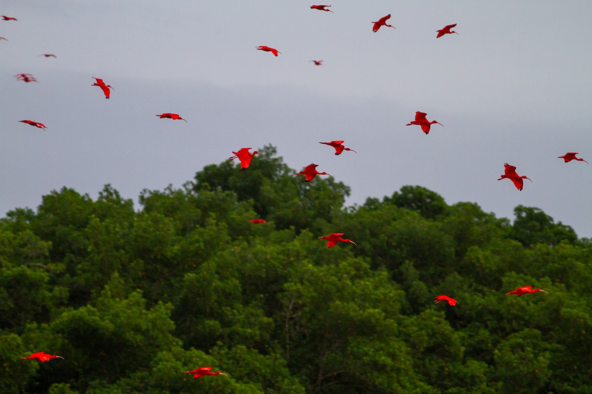 Scarlet Ibis - ML647070002
