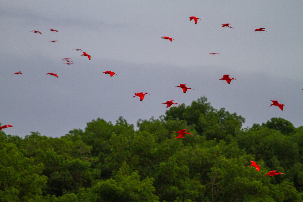 Scarlet Ibis - ML647070003