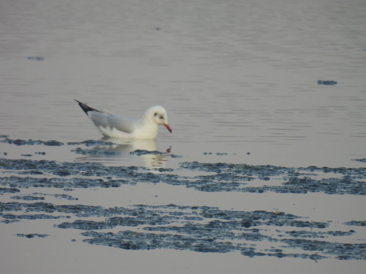 racek hnědohlavý - ML647070006