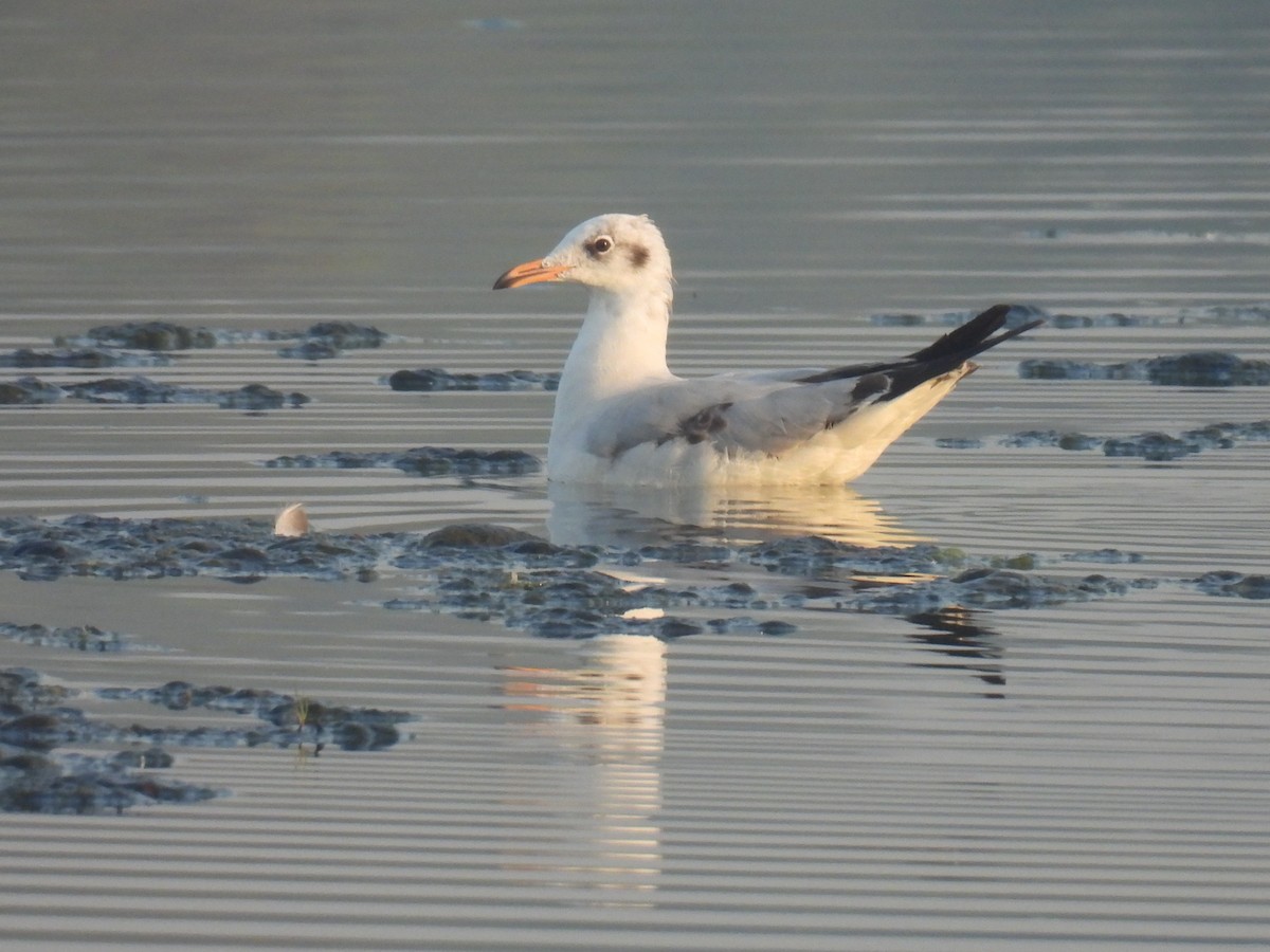 racek hnědohlavý - ML647070007