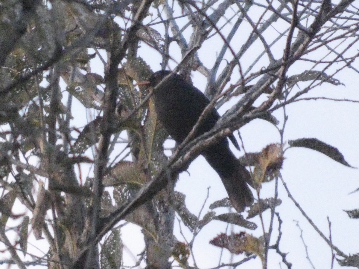 kos černý - ML647070010