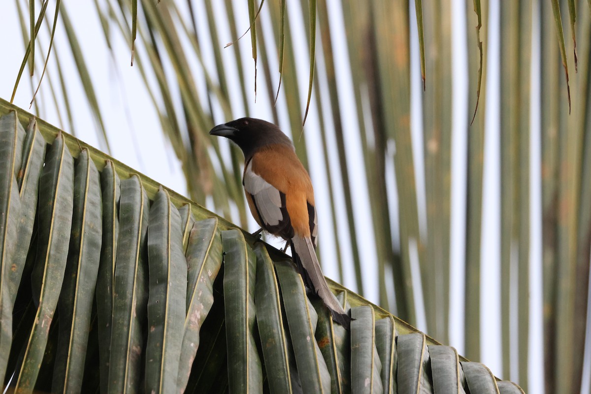 Rufous Treepie - ML647070012