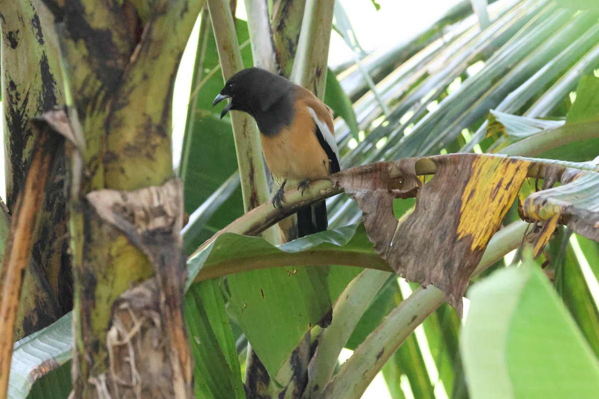 Rufous Treepie - ML647070014