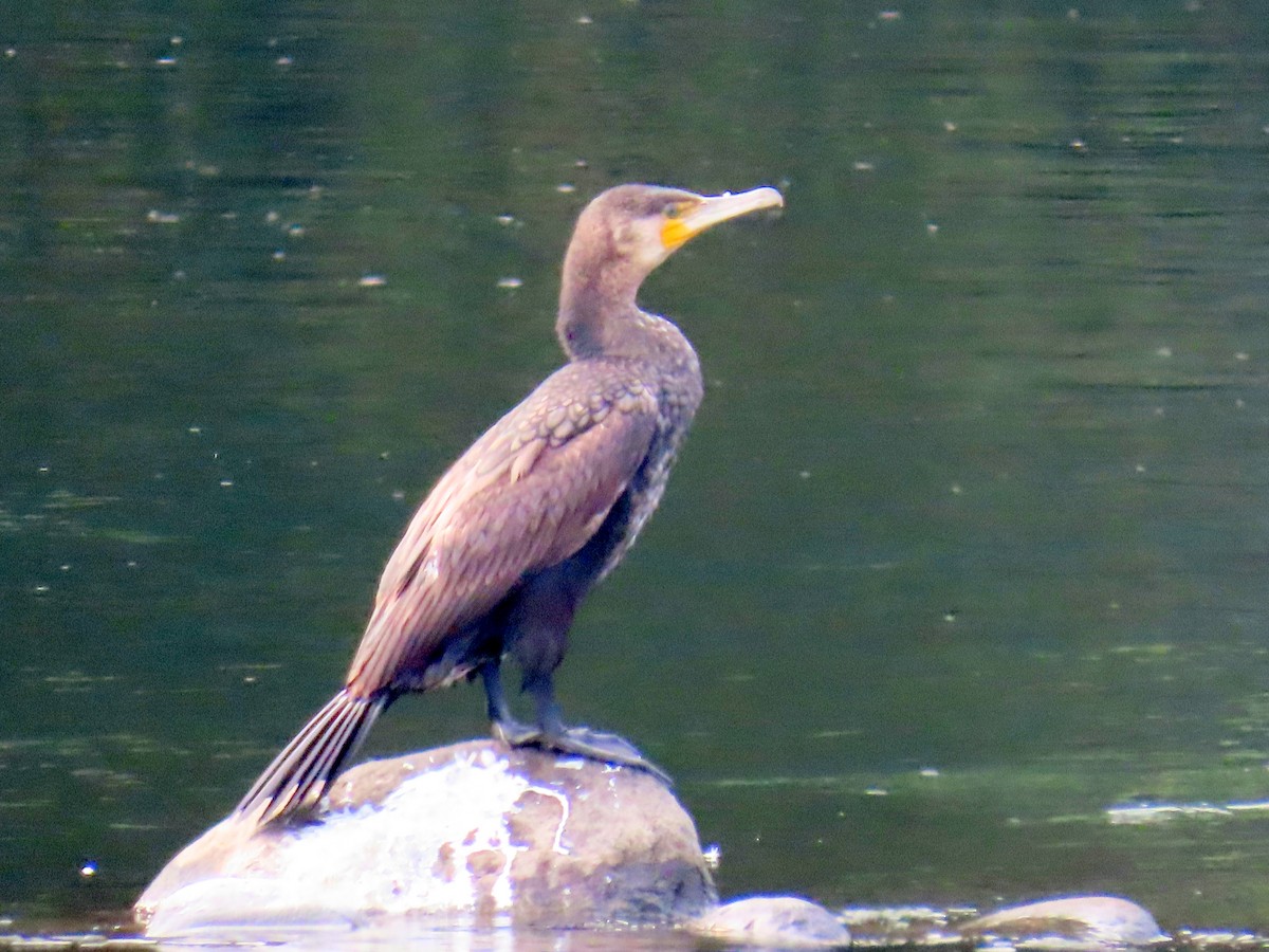 kormorán velký - ML647070016