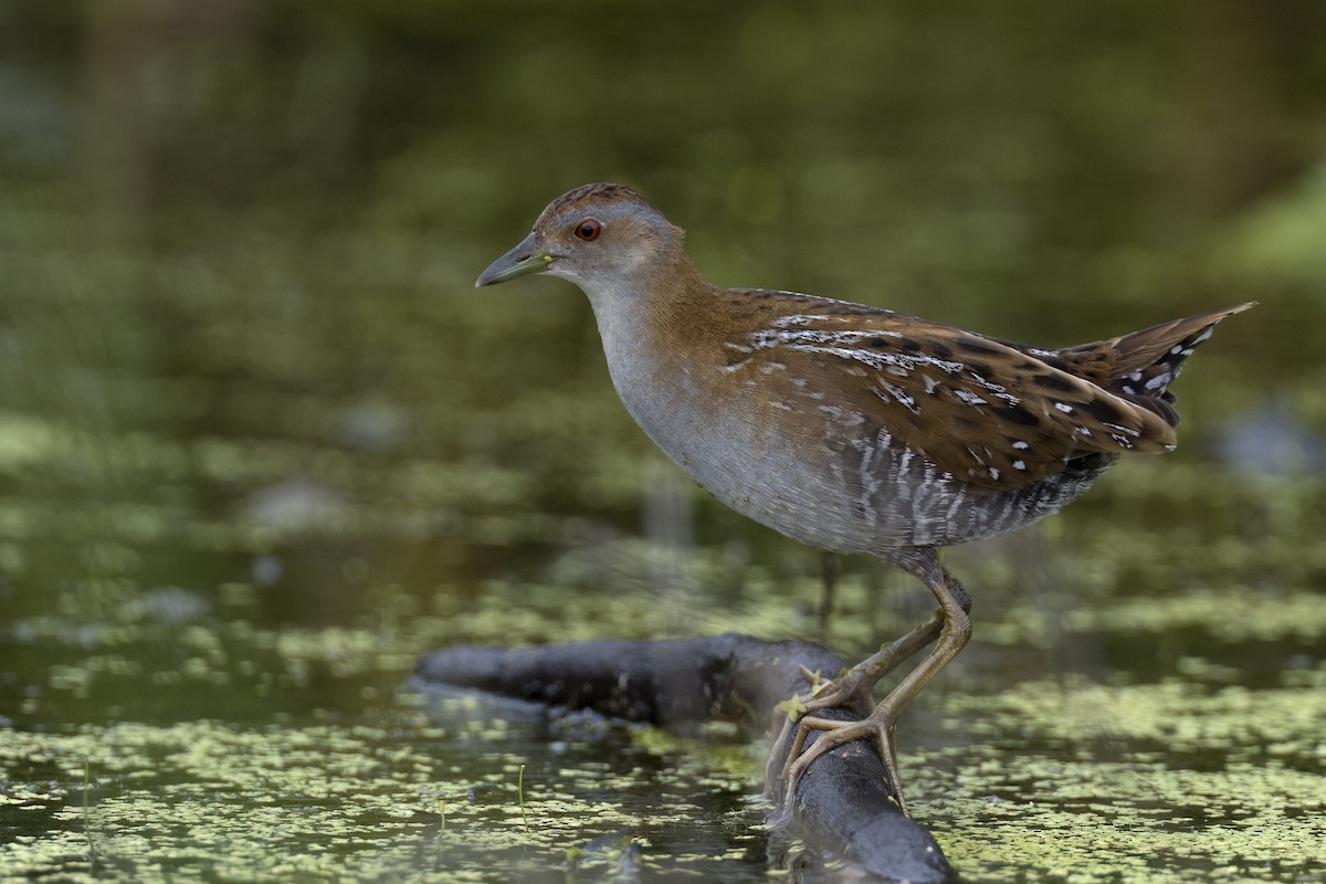 chřástal nejmenší - ML647070020