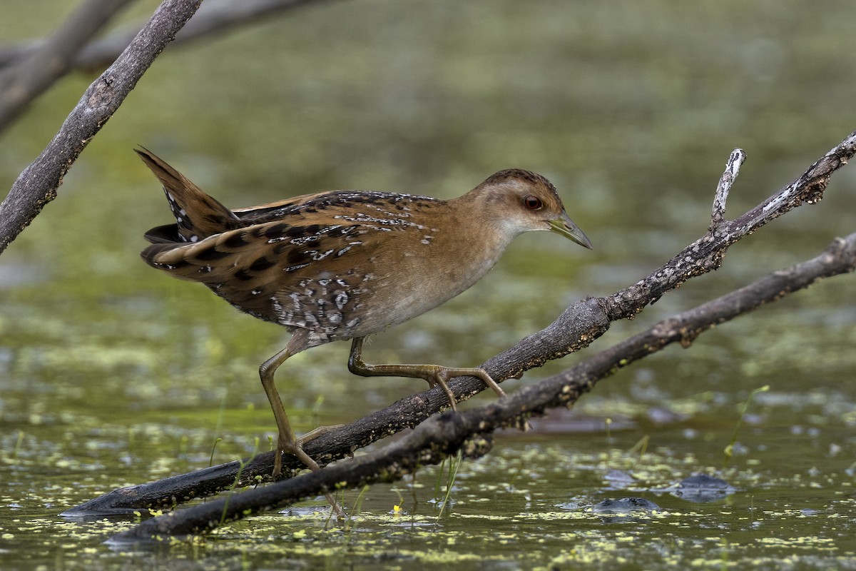 Baillon's Crake - ML647070021