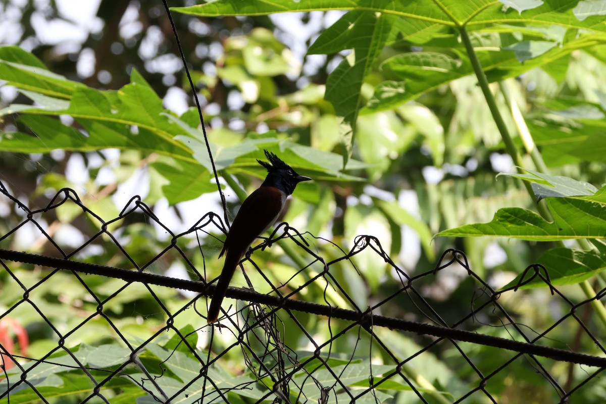 Indian Paradise-Flycatcher - ML647070022