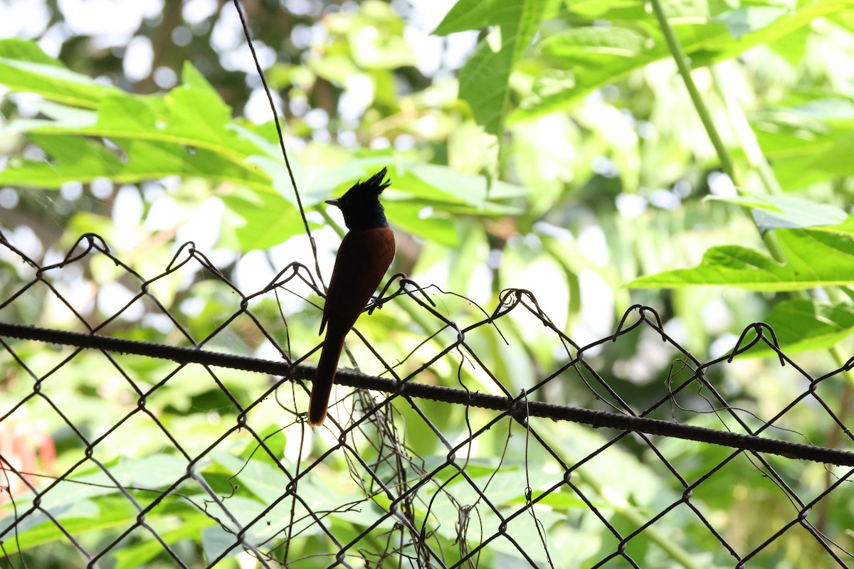 Indian Paradise-Flycatcher - ML647070023