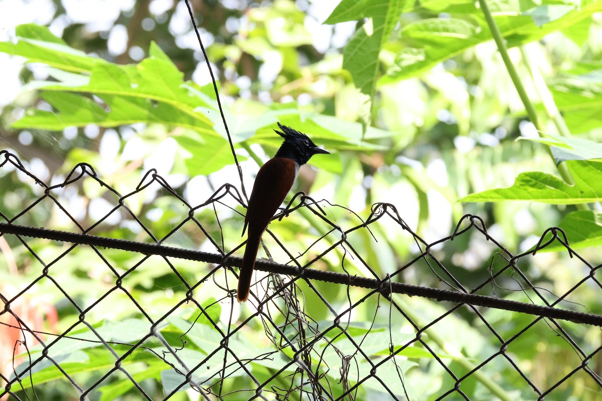 Indian Paradise-Flycatcher - ML647070024