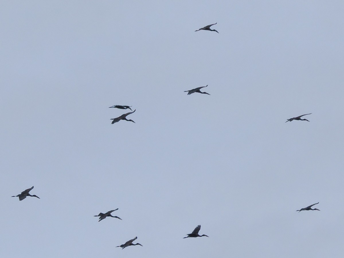 African Openbill - ML647070027