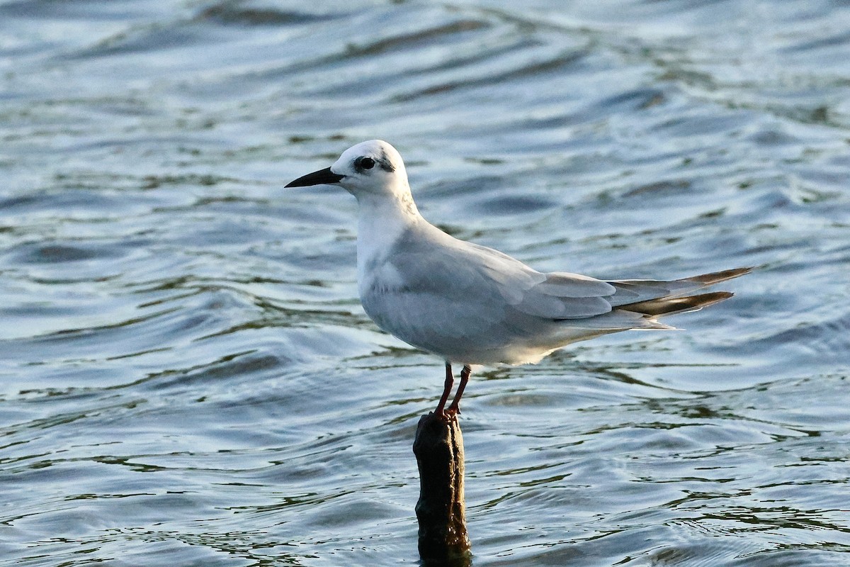 Gull-billed Tern - ML647070028