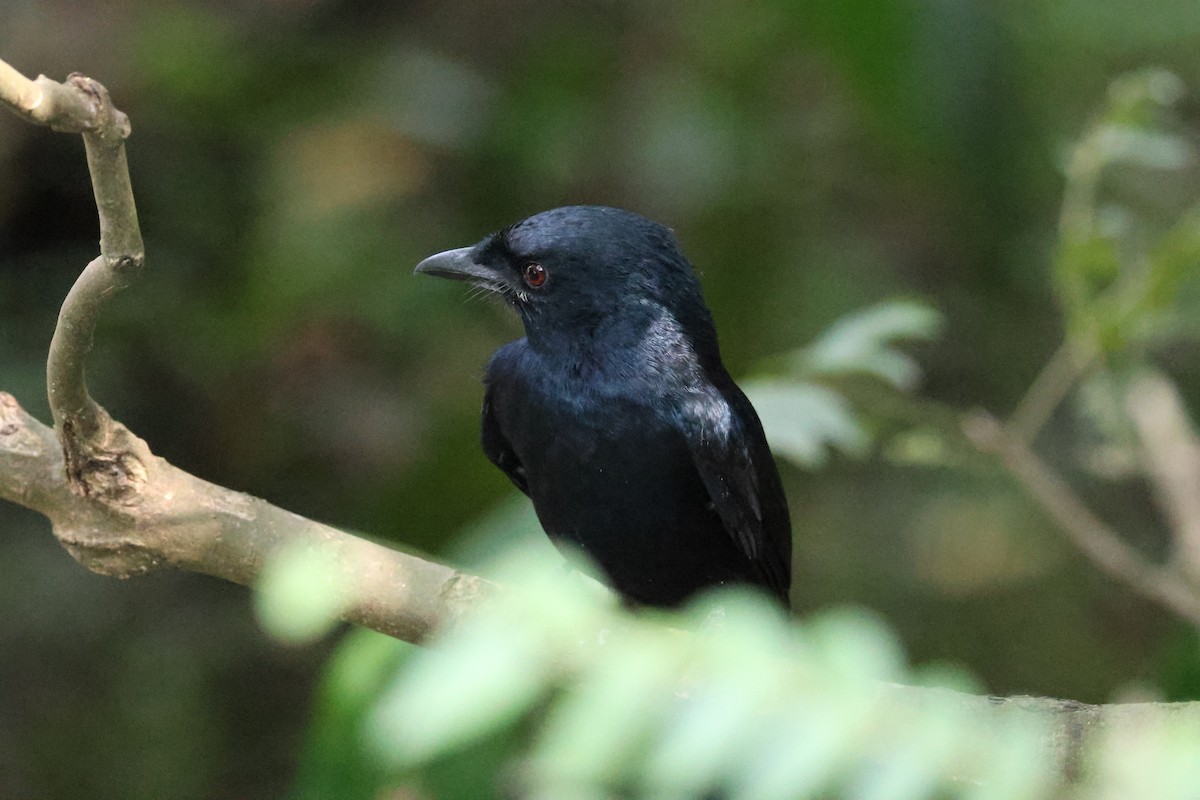 Greater Racket-tailed Drongo - ML647070029