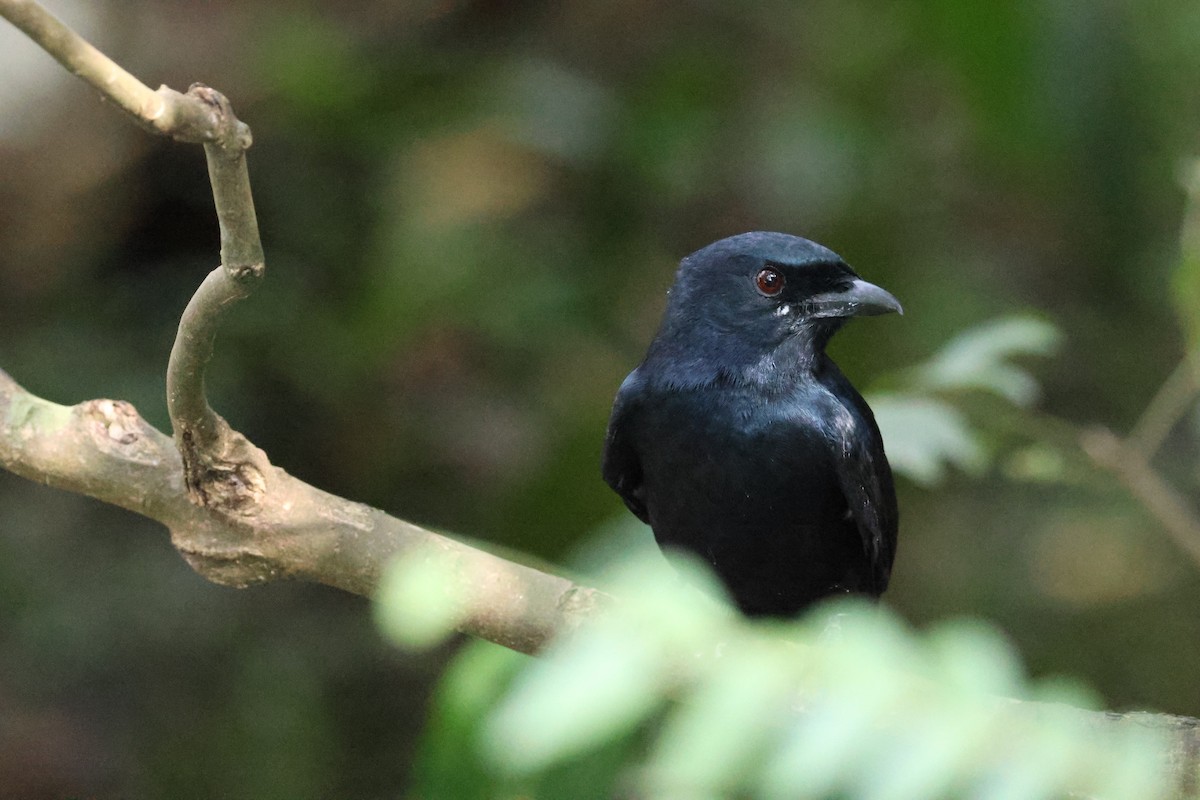 Greater Racket-tailed Drongo - ML647070030