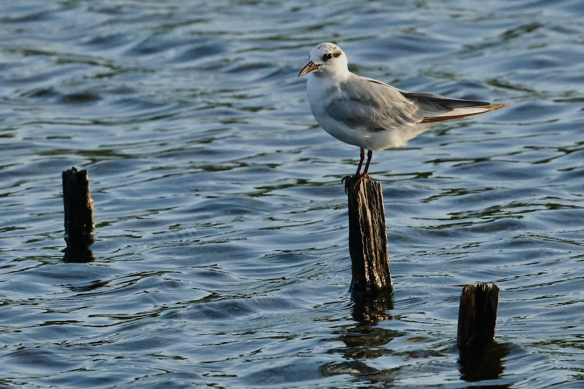 Gull-billed Tern - ML647070031