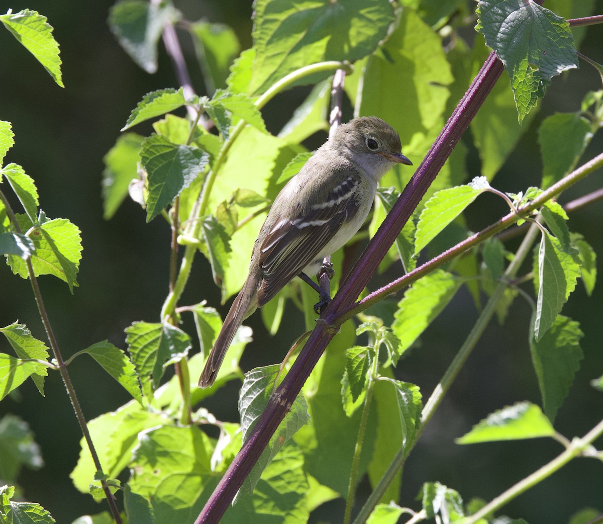 Small-billed Elaenia - ML647070032
