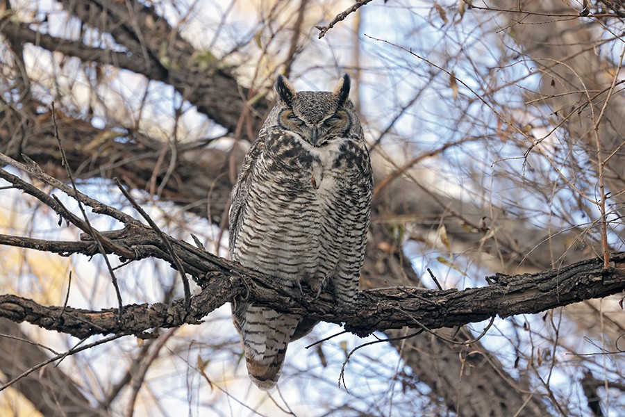 Great Horned Owl - ML647070033