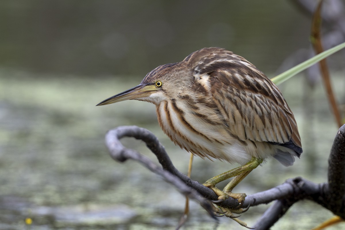 Yellow Bittern - ML647070036