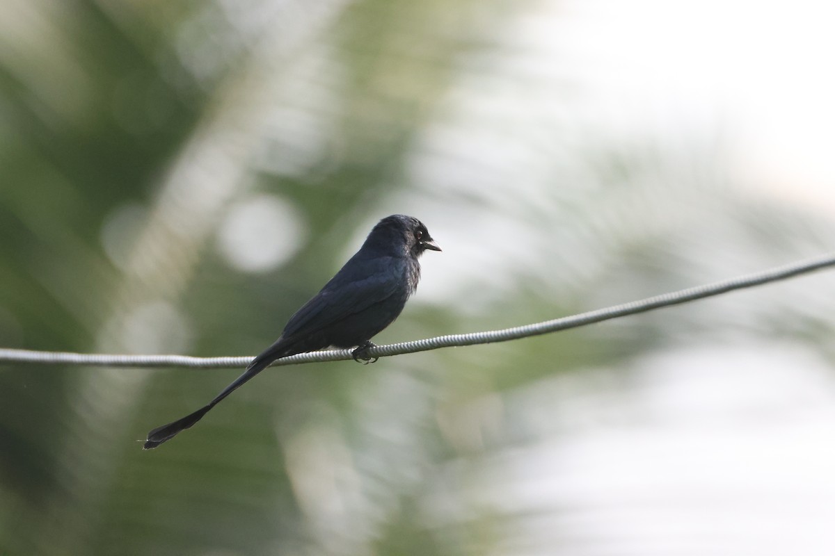 Black Drongo - ML647070038