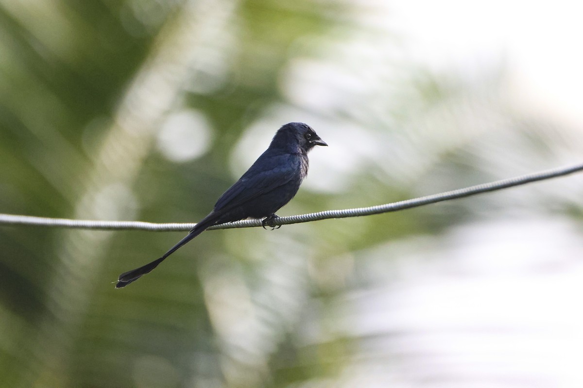 Black Drongo - ML647070039