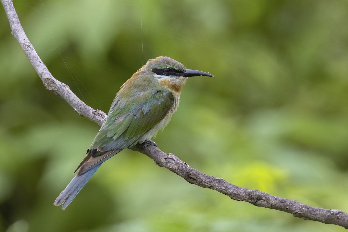 Blue-tailed Bee-eater - ML647070040