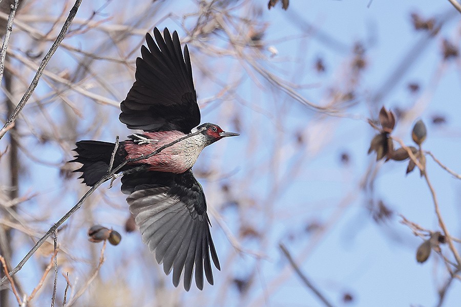 Lewis's Woodpecker - ML647070041