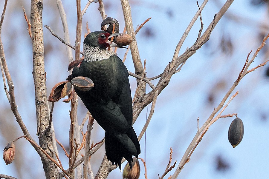 Lewis's Woodpecker - ML647070042