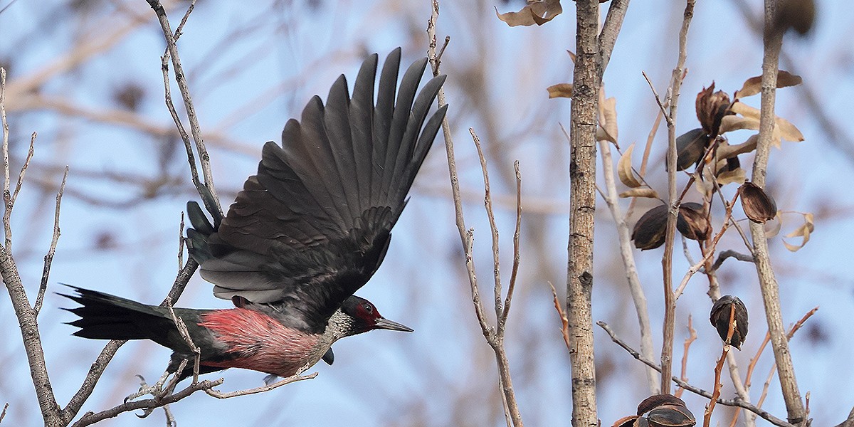 Lewis's Woodpecker - ML647070043