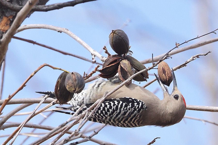 Gila Woodpecker - ML647070044