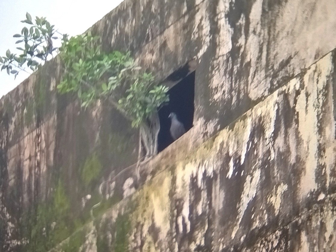 Rock Pigeon (Feral Pigeon) - ML647070046