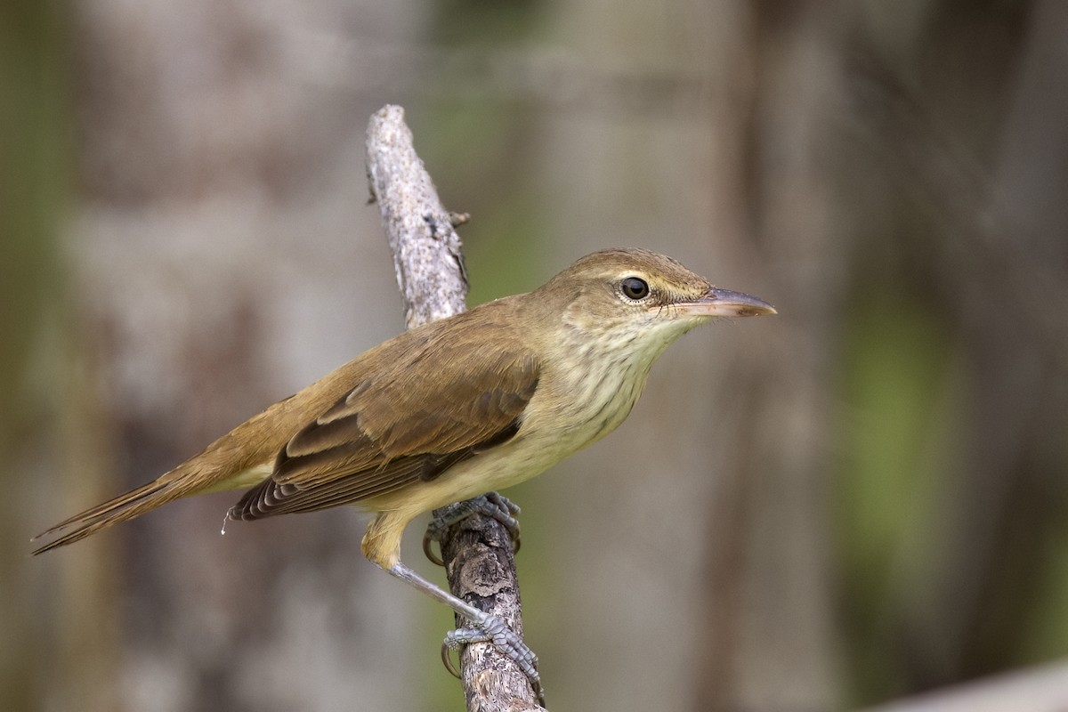 Oriental Reed Warbler - ML647070047