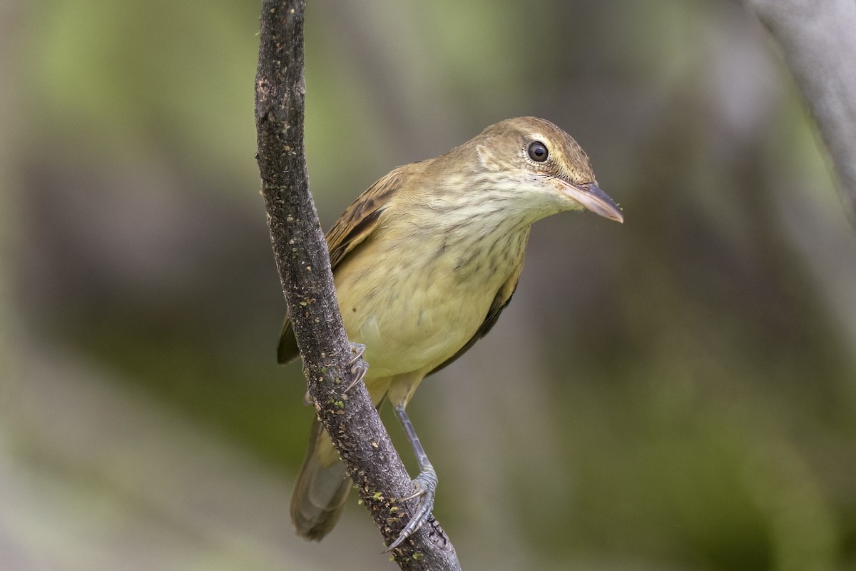 Oriental Reed Warbler - ML647070048